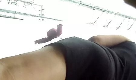 Stunning babe ama milf amatoriali video il crimpeye